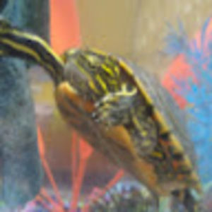Meet your Posher, Chilon